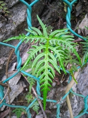 Aleuritopteris argentea