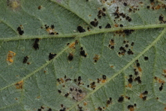 Phragmidium bulbosum