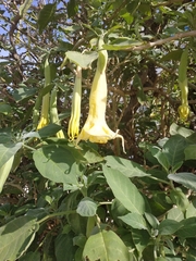 Brugmansia arborea