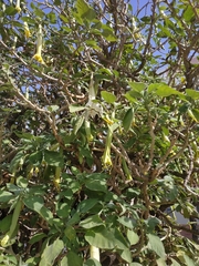 Brugmansia arborea