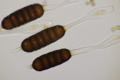 Phragmidium bulbosum