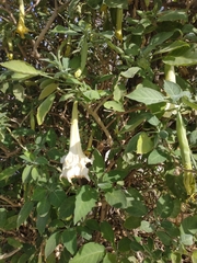 Brugmansia arborea