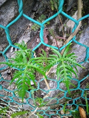 Aleuritopteris argentea