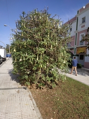 Brugmansia arborea