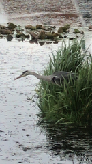 Ardea cinerea