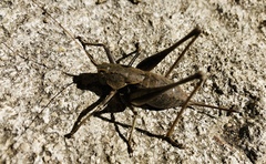 Thyreonotus corsicus