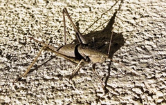 Thyreonotus corsicus