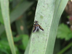 Galactomyia