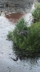 Ardea cinerea