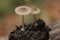 Pluteus satur