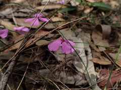 Tetratheca juncea