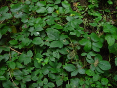 Rubus halsteadensis