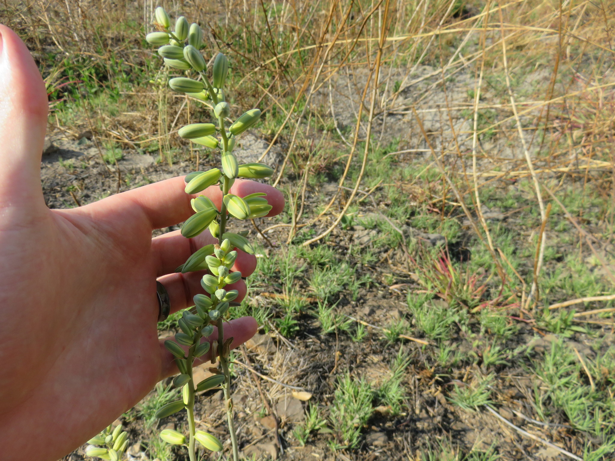 Albuca abyssinica