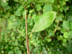 Epilobium roseum