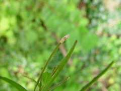 Epilobium roseum