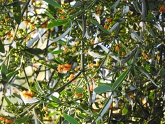 Phoradendron quadrangulare