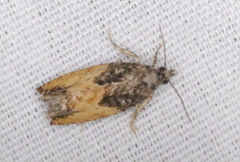 Epinotia nisella