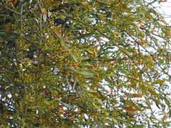 Phoradendron quadrangulare