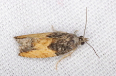 Epinotia nisella