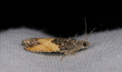 Epinotia nisella