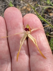 Caladenia longiclavata