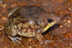 Hemisus marmoratus