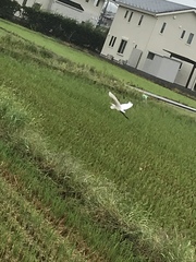 Ardea alba