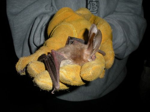 Townsend's Big-eared Bat
