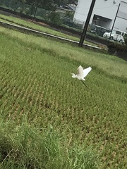 Ardea alba