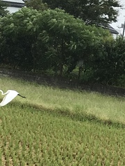Ardea alba