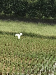 Ardea alba