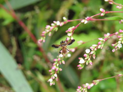 Galactomyia
