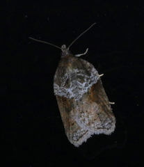 Acleris celiana