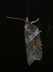 Acleris celiana