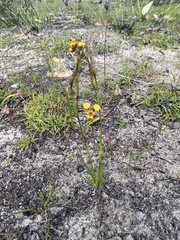 Diuris laxiflora
