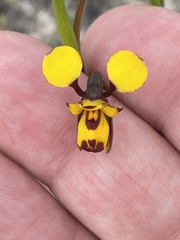 Diuris laxiflora