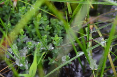 Pimelea spinescens spinescens