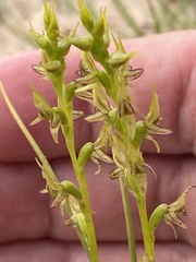 Prasophyllum gracile