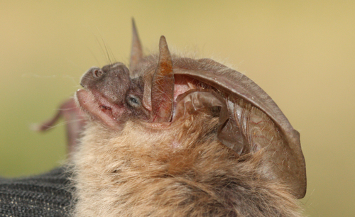 Townsend's Big-eared Bat
