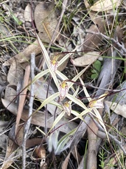 Caladenia straminichila