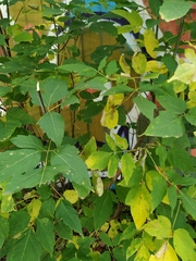 Acer negundo