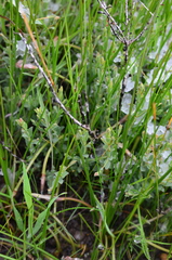 Pimelea spinescens spinescens