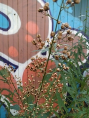 Scrophularia nodosa
