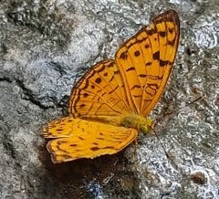 Phalanta