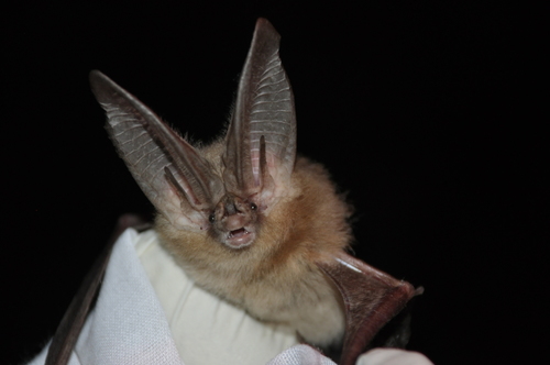 Townsend's Big-eared Bat