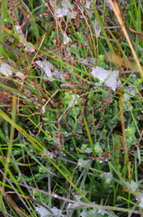 Pimelea spinescens spinescens