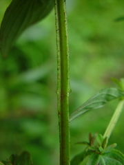 Hypericum tetrapterum