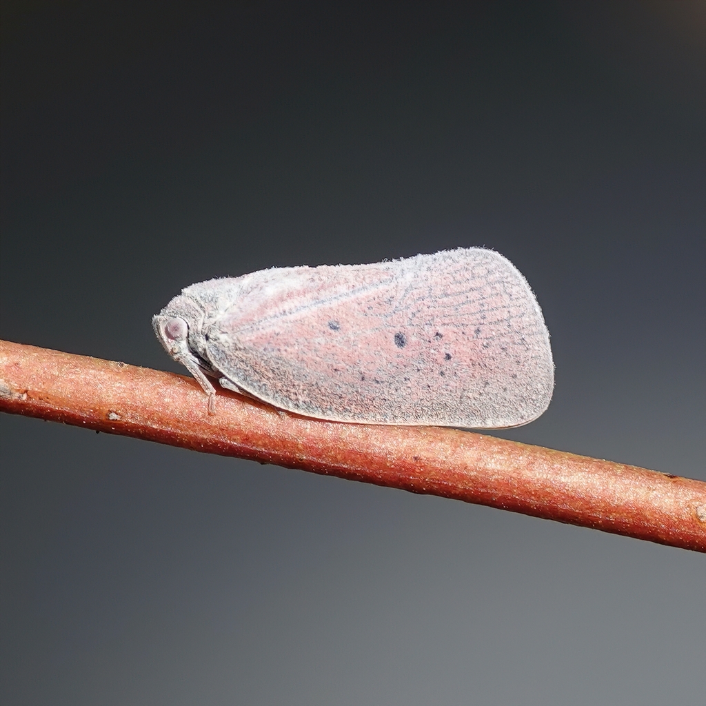 Dworena hyacintha