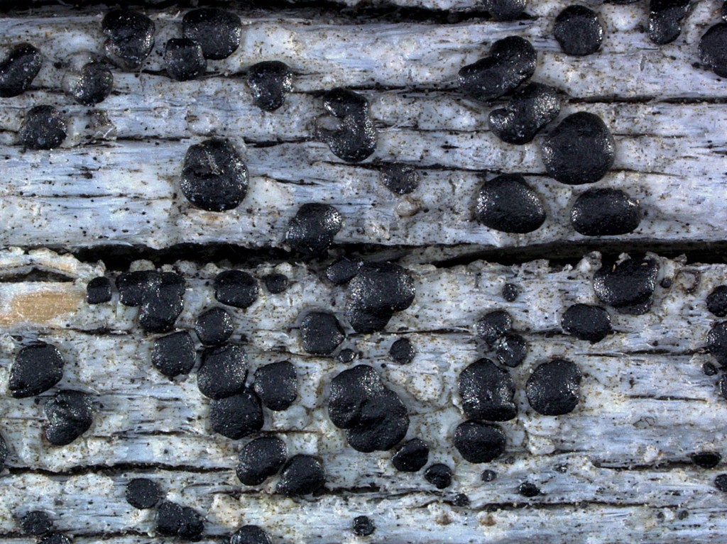 Ramboldia elabens