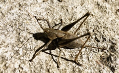Thyreonotus corsicus